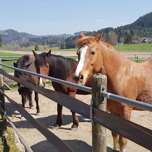Ponyschür Schönau