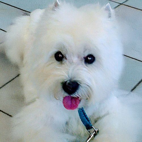 Hundesalon Bonny