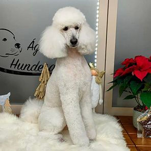 Agota’s Hundesalon