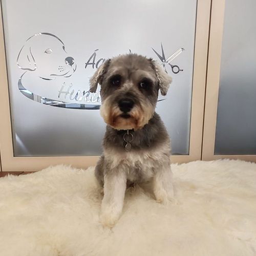 Agota’s Hundesalon