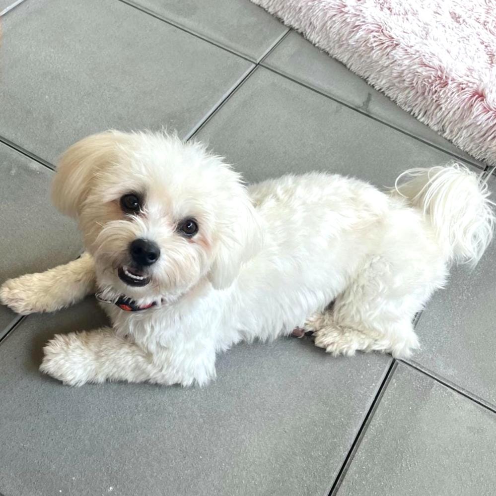 Bianchi’s Dog Grooming