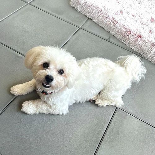 Bianchi’s Dog Grooming